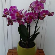 3- Stem Pink Phalaenopsis
