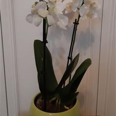 3-Stem White Phalaenopsis